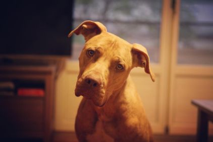 Photo de Wallace, Braque de Weimar crois� Cane Corso