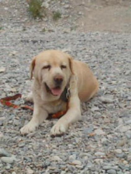 Photo de Savane, Labrador Retriever pure race