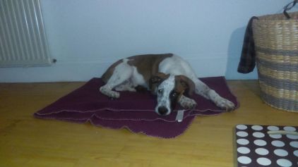 Photo de Nox, Boxer crois� Beauceron