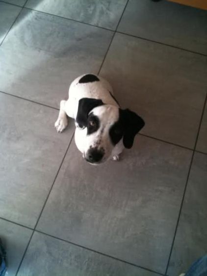 Photo de Eron, Jack Russell terrier pure race