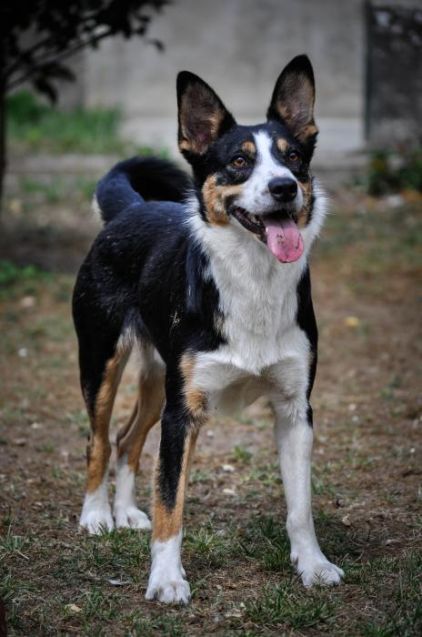 Photo de Rocky, Border Collie pure race