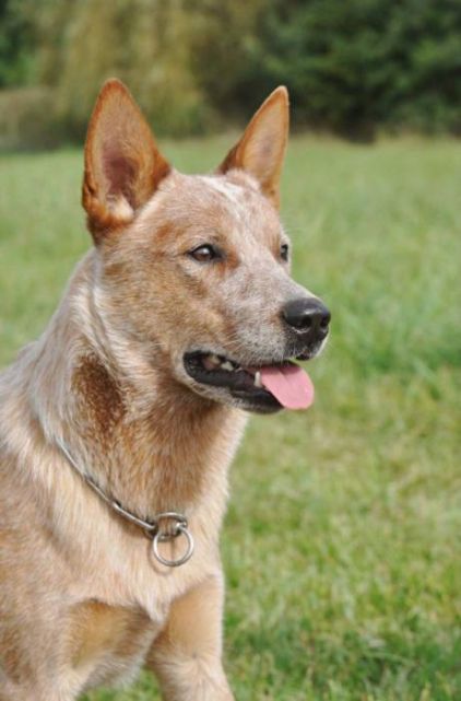 Photo de Mao, Bouvier australien pure race
