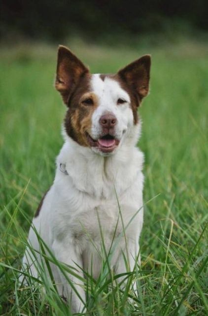 Photo de Chipie, Border Collie crois� Rottweiler