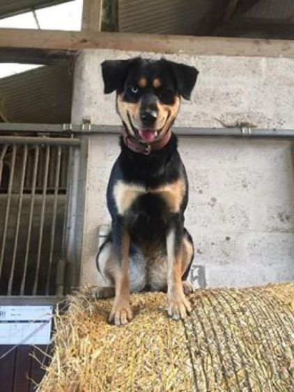 Photo de Laya, Husky crois� Rottweiler