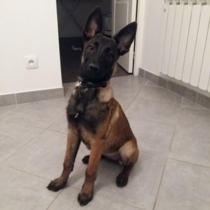 Photo de Nyl-ra, Berger Belge Malinois pure race