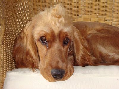 Photo de Danka, Cocker anglais pure race
