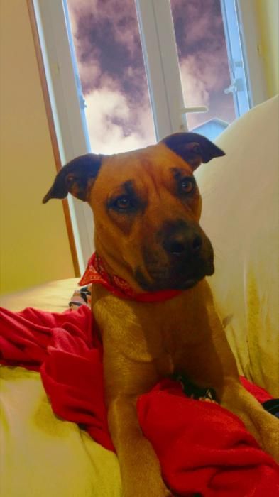 Photo de Keiza, Boxer crois�