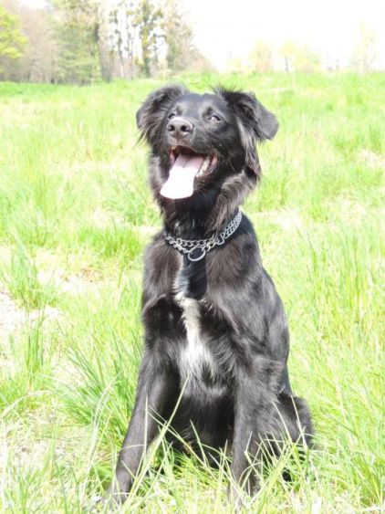 Photo de Haribo, Border Collie crois� Setter anglais