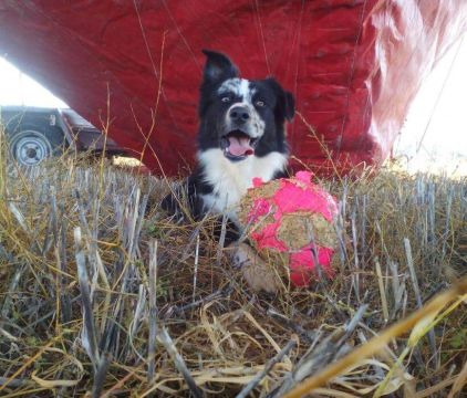 Photo de Jagger, Berger australien crois� Border Collie