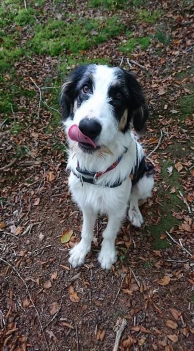Photo de Panda, Border Collie crois�