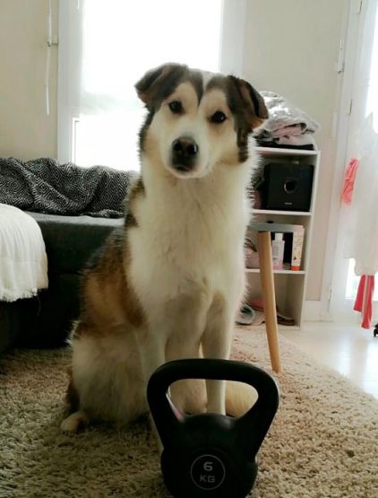 Photo de Bjork, Husky crois�