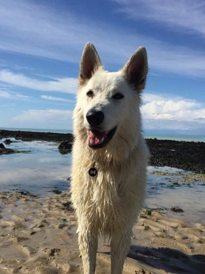 Photo de Snow, Berger blanc suisse pure race