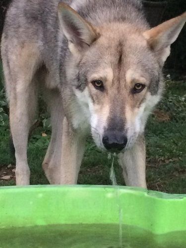 Photo de Maytook, Chien-loup de Saarloos pure race