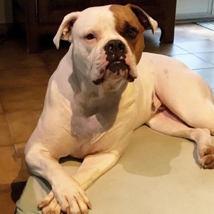 Photo de L�on, Bouledogue am�ricain pure race