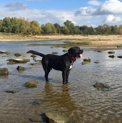 Photo de Laya, Cane Corso crois� American Staffordshire terrier