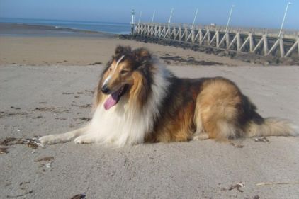 Photo de Samy, Colley pure race
