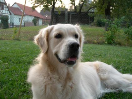 Photo de Cookie, Golden Retriever pure race