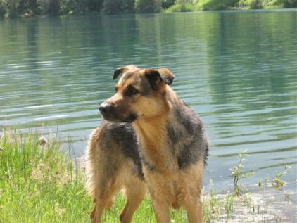 Photo de Kalie, corniaud Berger Allemand Berger Belge Malinois