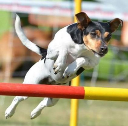 Photo de Youpi, Terrier Br�silien pure race