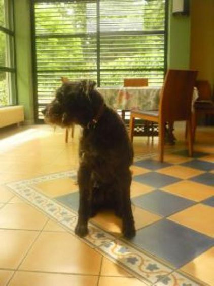 Photo de Silhouette, Bouvier des Flandres pure race