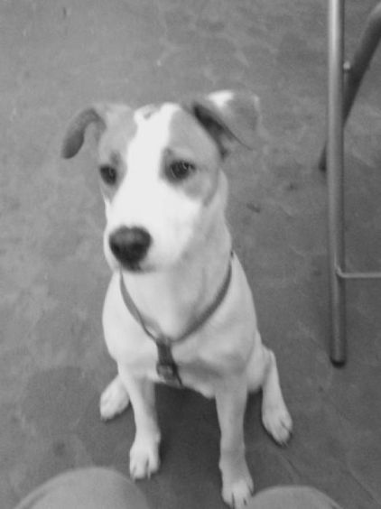 Photo de Cookie, Parson Russell terrier pure race