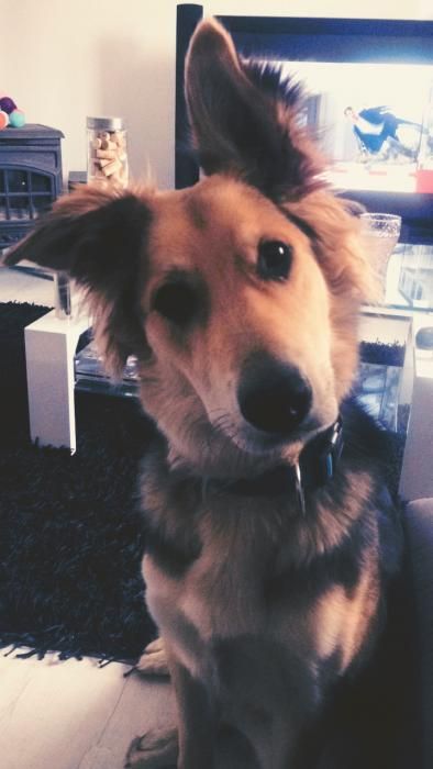 Photo de Maya, Labrador Retriever crois� Berger blanc suisse