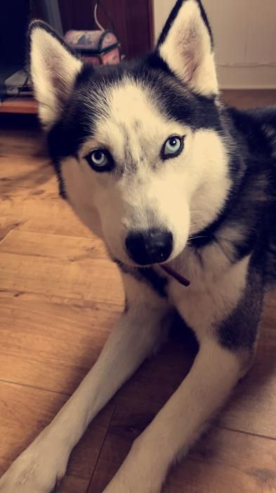 Photo de Floyd, Husky pure race
