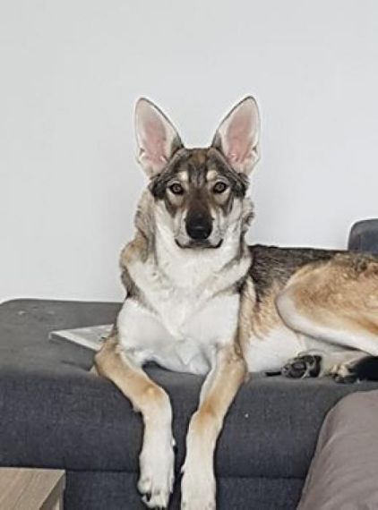 Photo de Malia, Chien-loup tch�coslovaque pure race