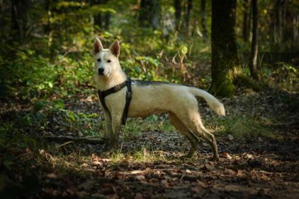 Photo de Nova, Border Collie crois� Malamute de l'Alaska