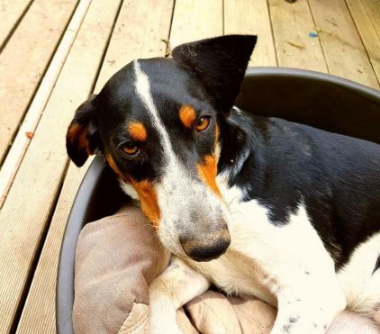 Photo de Pyramide, Bleu de Gascogne crois� Border Collie
