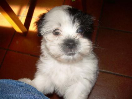 Photo de Lola, Bichon crois� Shih Tzu