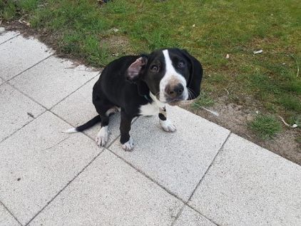 Photo de Naphtaline, Bleu de Gascogne crois� Border Collie