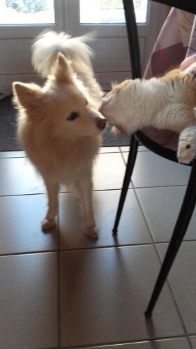 Photo de Touko, Spitz japonais crois�