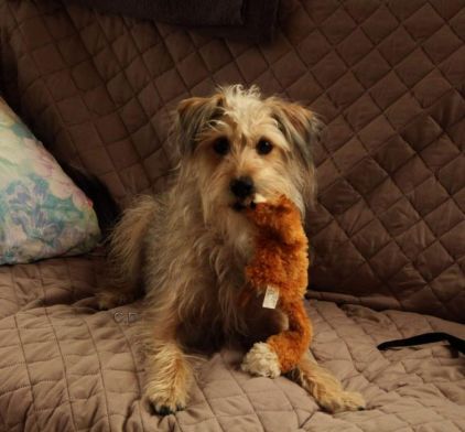 Photo de Ja�s, Chihuahua crois� Yorkshire terrier