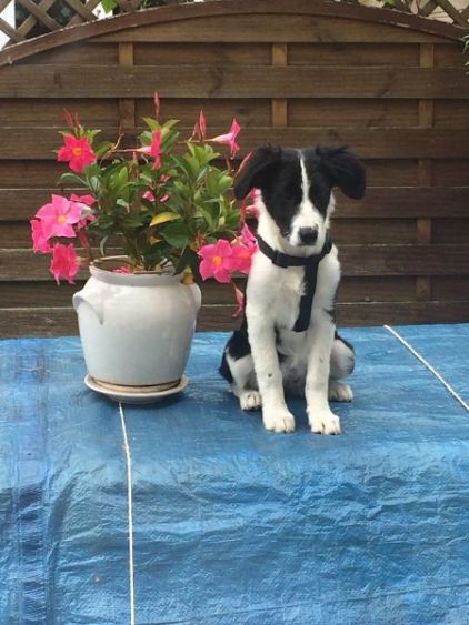 Photo de Lola, Border Collie pure race