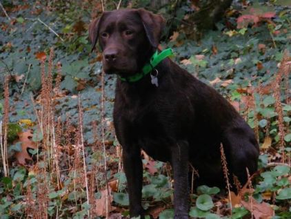 Photo de Ma�la, Labrador Retriever pure race