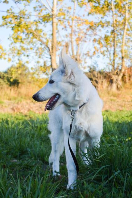 Photo de Nymeria, corniaud Berger blanc suisse Montagne des Pyr�n�es