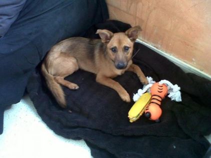 Photo d'Ilove, Berger Allemand crois�