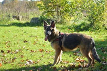 Photo de Iron, Berger Allemand crois� Berger Belge Groenendael