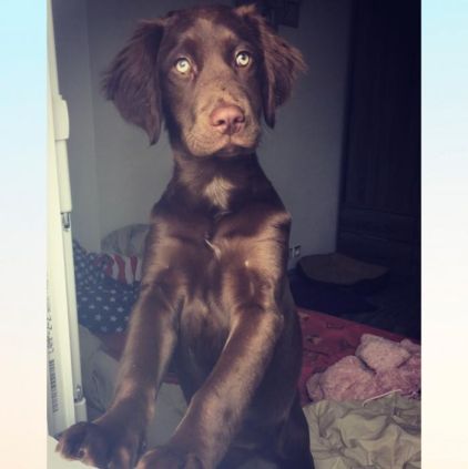 Photo de Blue, Braque de Weimar crois� Labrador Retriever