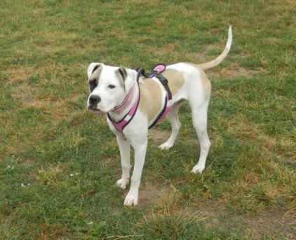 Photo de Mamzelle Bulle, Bouledogue am�ricain pure race