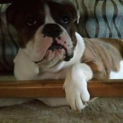 Photo de Leader, Bulldog Anglais pure race