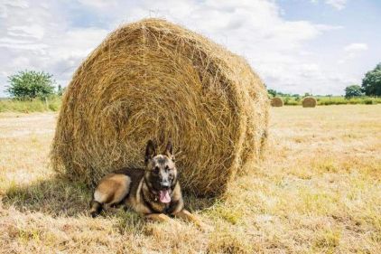 Photo de Harkos, Berger Allemand crois� Berger Belge Malinois