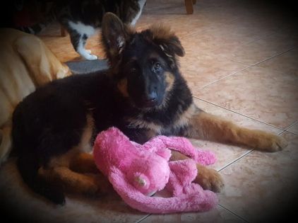 Photo de Newton, Berger Allemand pure race