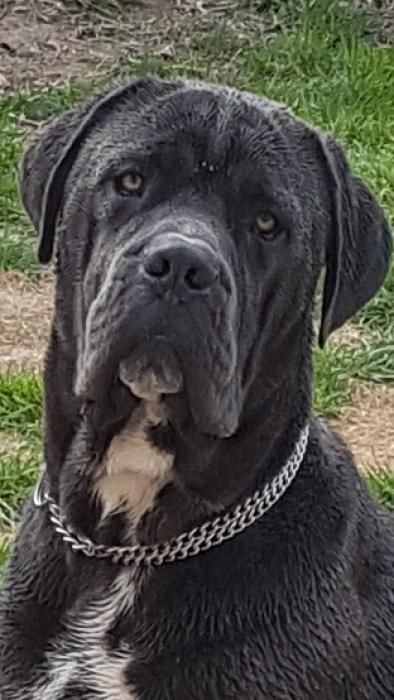 Photo de Minos, Cane Corso pure race