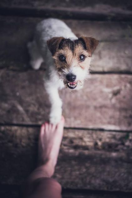 Photo de Luna, Parson Russell terrier pure race