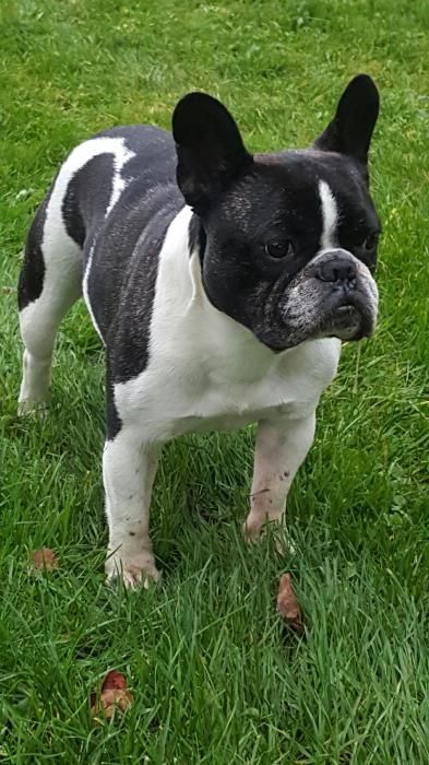 Photo de Epson, Bouledogue fran�ais pure race