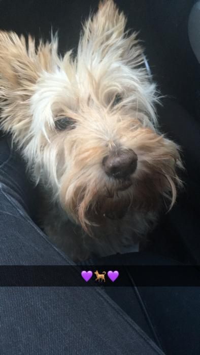 Photo de Armany, Scottish Terrier pure race