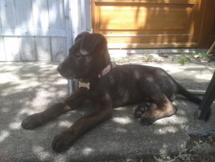 Photo d'Indy, Beauceron crois� Boxer