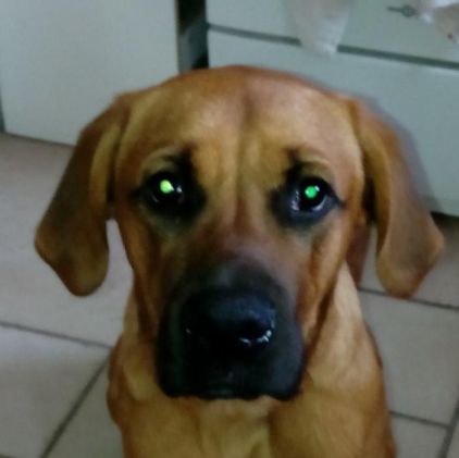 Photo de Sun, Golden Retriever crois� Boxer